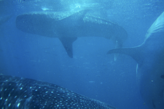 Sommerroman Abschalten