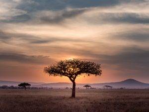 Die Herzlichkeit Afrikas